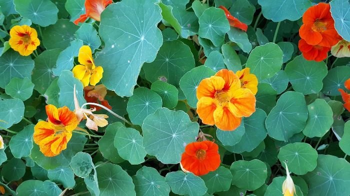 Bright orange and yellow nasturtium flowers with round green leaves, ideal for repelling pests and attracting pollinators in a companion planting garden.