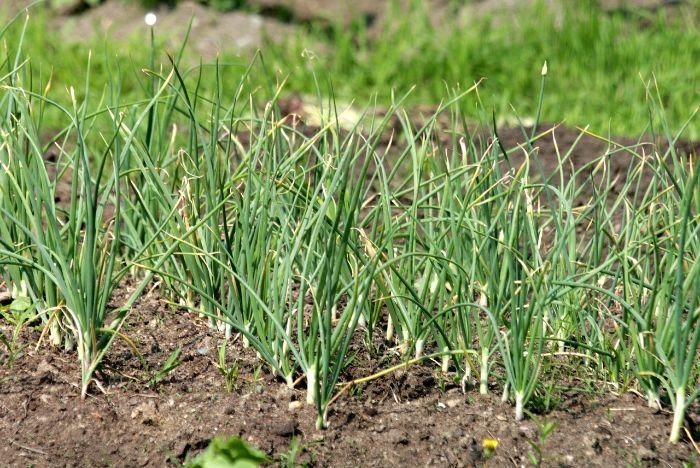 Garlic plants growing in a garden bed, illustrating how aggressive herbs like garlic can impact nearby vegetables by competing for nutrients and releasing growth-inhibiting compounds.