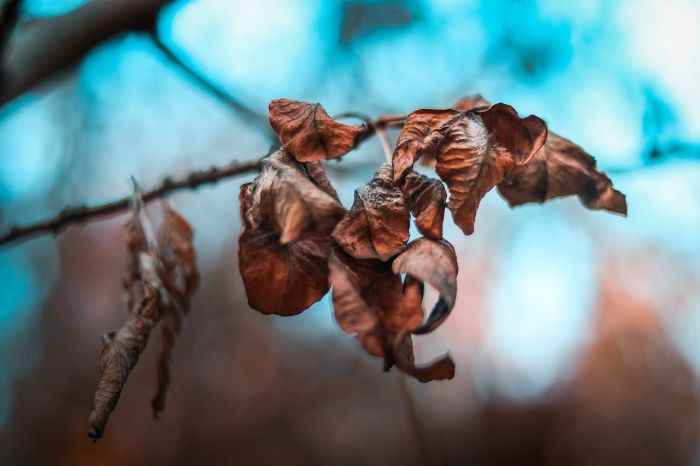Close-up of dried, curled brown leaves on a branch, symbolizing the effects of over-fertilization and fertilizer burn on perennial plants.