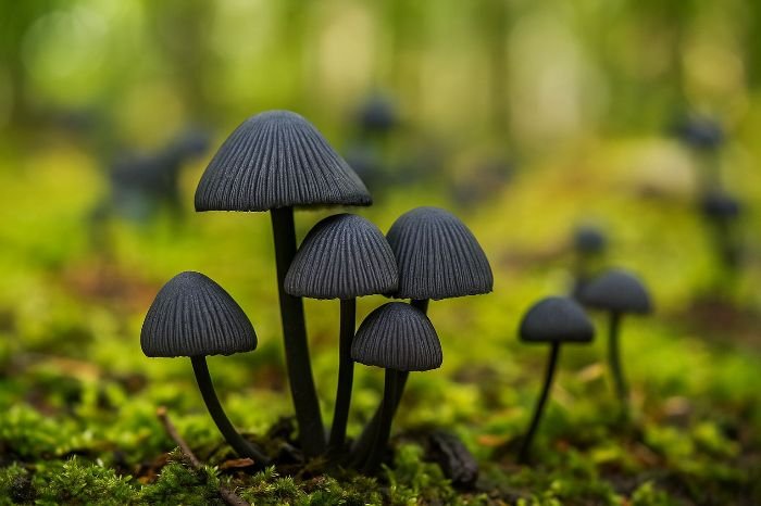 Cluster of black fungi thriving in a green forest environment, representing their potential role in bioremediation of radioactive sites.