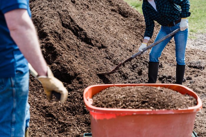 People shoveling mulch into a wheelbarrow during garden work, demonstrating physical strength-building and outdoor activity benefits.