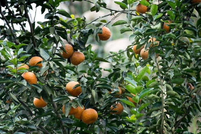 Citrus trees with ripe fruit, ideal for illustrating companion planting with pest-repelling plants like marigolds and dill to protect against common citrus pests.