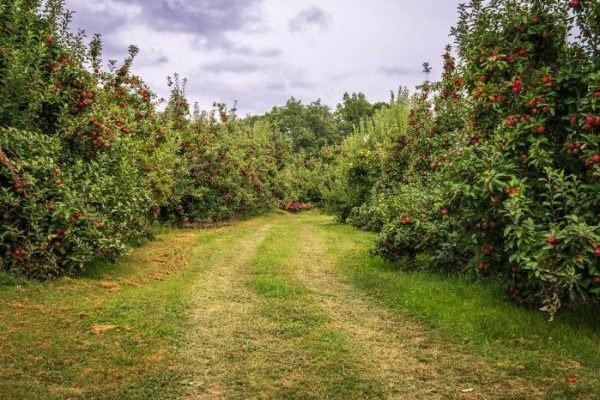 Lush orchard with rows of fruit trees, ideal for illustrating companion planting strategies to boost fruit tree health and productivity.