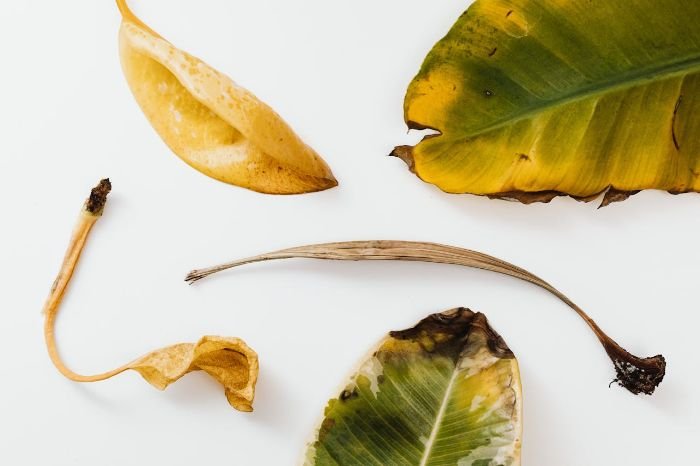Various wilted and yellowing leaves on a white background, showing visual signs of plant stress such as browning, curling, and nutrient damage that indicate foliage should be removed.