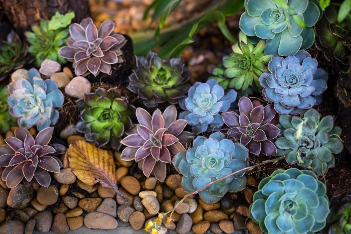 Colorful drought-tolerant succulents arranged among pebbles in a low water garden zone, showcasing ideal plant choices for dry conditions.