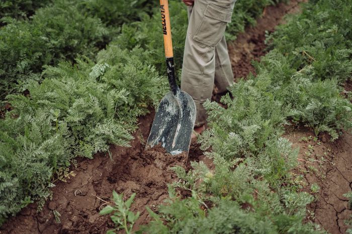 Person digging in a garden bed surrounded by green plants, showcasing gardening as a form of cardiovascular exercise.