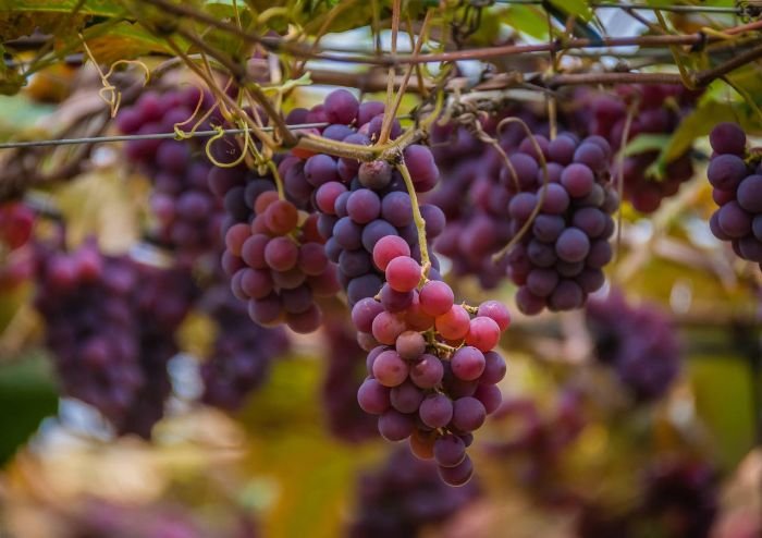 Close-up of ripe purple grapes hanging from a vine, illustrating healthy growth maintained through pruning and proper trellis training techniques.