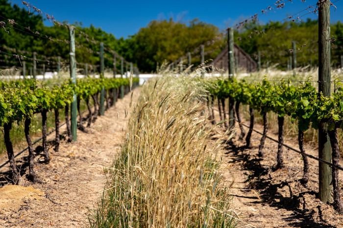 Vineyard with trained grapevines using a trellis system, showing adaptation to dry climate and sandy soil conditions for optimal vine health and productivity.