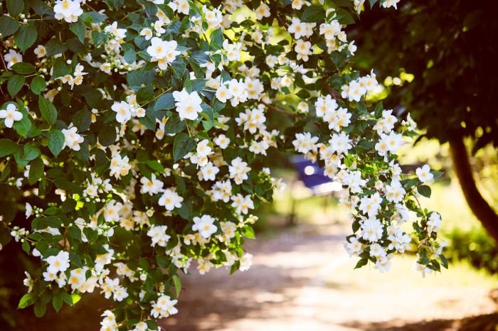 Blooming jasmine branches cascading in sunlight, illustrating the importance of pruning to prevent overcrowding and ensure healthy plant structure.