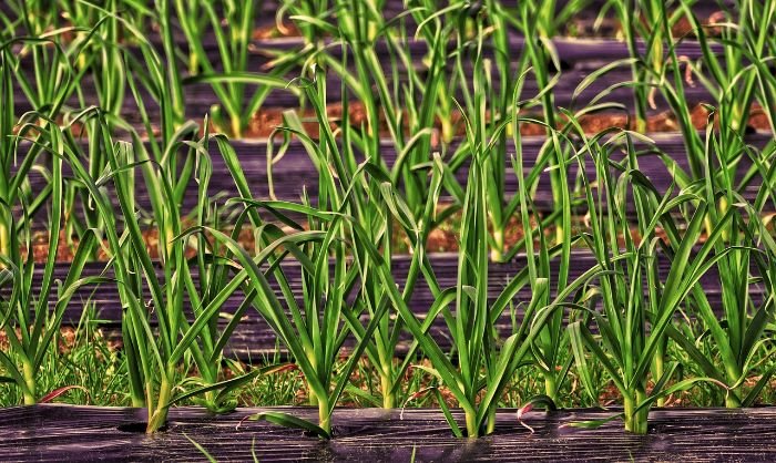 Close-up of mulched garden rows with green plants, showing how mulch type varies based on plant water and weed control needs.