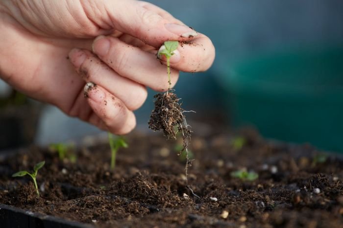 Close-up of a hand holding a young seedling with roots exposed, highlighting the importance of root structure and soil balance in companion planting.