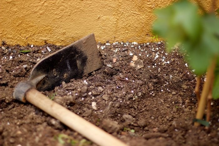 Garden soil with a hoe tool, prepared with amendments to create optimal growing conditions for healthy boxwood shrubs.