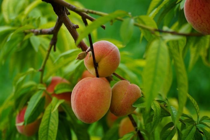 Close-up of ripe peaches on a tree, representing the use of aromatic herbs like basil, rosemary, and chives to prevent pests in stone fruit orchards.