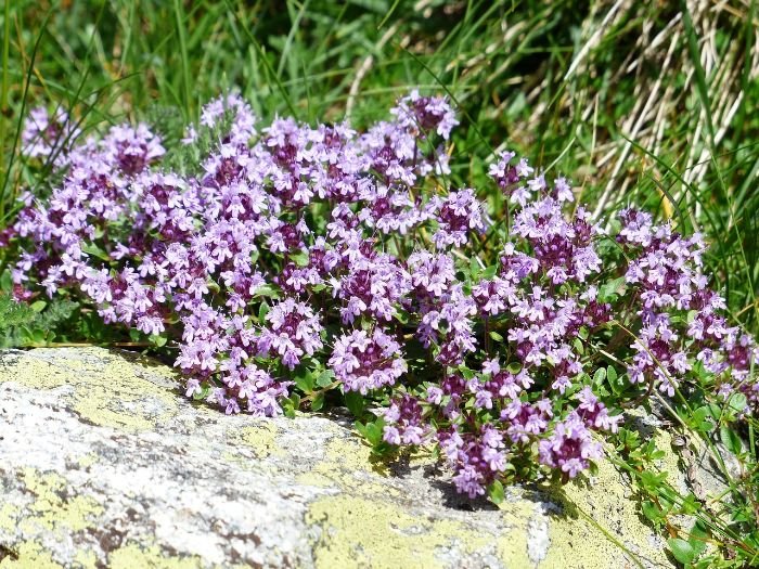 Thyme seedlings with vibrant purple flowers growing beside a mossy stone, ideal for illustrating proper transplanting techniques in herb gardens.