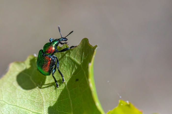 Close-up of a colorful beetle on a green leaf, illustrating the concept of using decoy and trap crops for natural pest control in gardening.