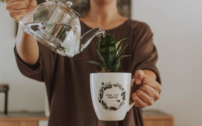 Person pouring water into a plant in a coffee mug, symbolizing neighbor or friend helping with plant care during vacations.