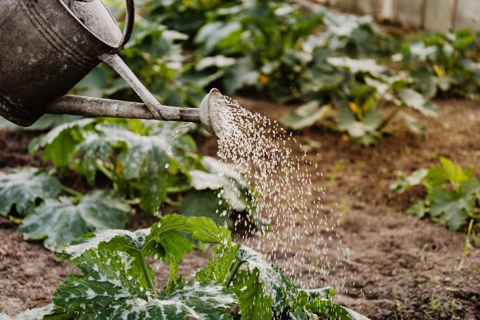 watering tips plant groups water needs