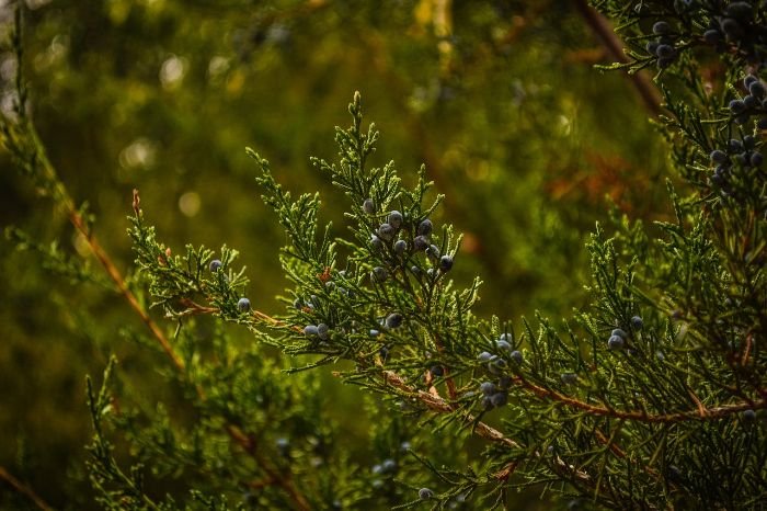 Close-up of juniper branches with berries, showcasing a hardy wind-resistant plant ideal for landscaping in storm-prone areas.
