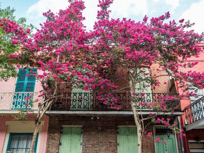 Crepe myrtle tree with vibrant pink blooms positioned in front of a balcony, showing proper planting depth and root flare above soil.