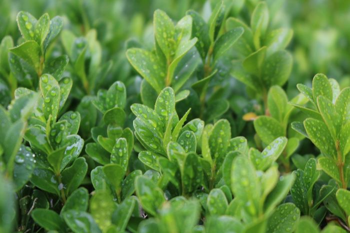 Close-up of healthy boxwood leaves with water droplets, illustrating proper watering and seasonal care for vibrant growth.
