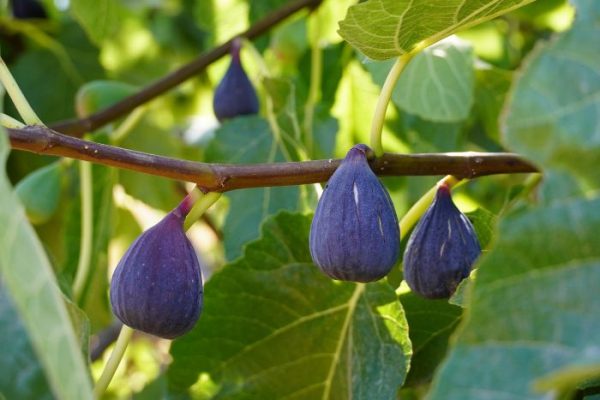 Ripe figs hanging from a tree branch, showcasing a nutritious magnesium-rich fruit in a garden setting.
