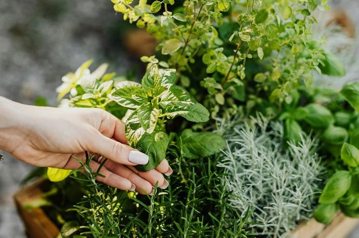 Close-up of a hand inspecting healthy herbs in a diverse garden bed, representing common permaculture gardening challenges and the importance of attentive care and biodiversity.