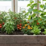 Companion plants growing together in a raised vegetable bed to reduce pests and improve yields