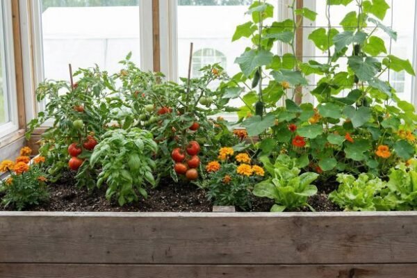 Companion plants growing together in a raised vegetable bed to reduce pests and improve yields