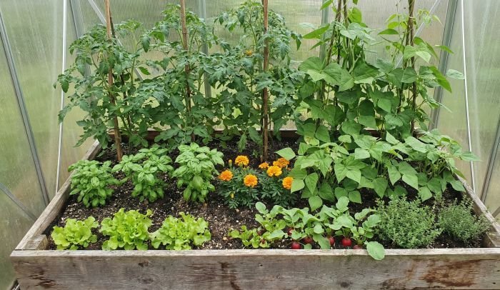 Companion plants arranged in a raised bed with layered heights to reduce crowding and improve airflow
