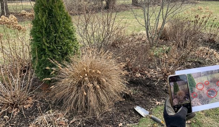 Structural plants providing year-round shape in a garden bed during winter