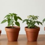 Vegetable growth stages shown in pots from young seedling to flowering and fruiting plant before harvest