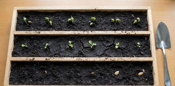 Vegetable seeds at early growth stages showing uneven germination and sprouting in soil trays