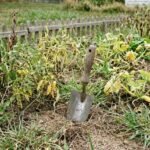 Neglected vegetable garden bed with wilted plants and garden trowel showing impact of skipped seasonal garden care