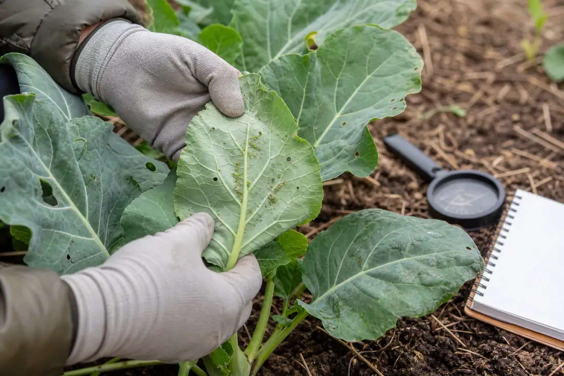 Gloved hands inspecting the underside of a vegetable leaf for pest damage before spraying