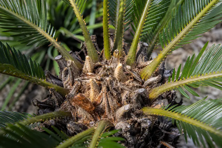 Close-up of a sago palm cycad crown with stiff glossy fronds