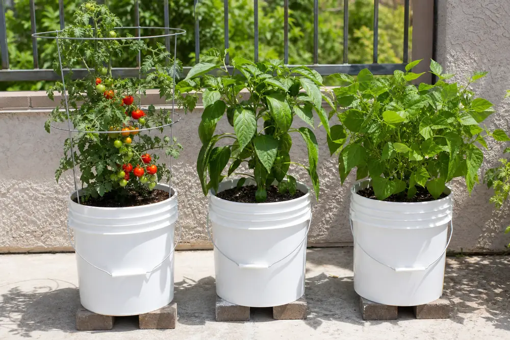 Cherry tomato, pepper, and bush beans growing in raised 5-gallon buckets on a sunny patio