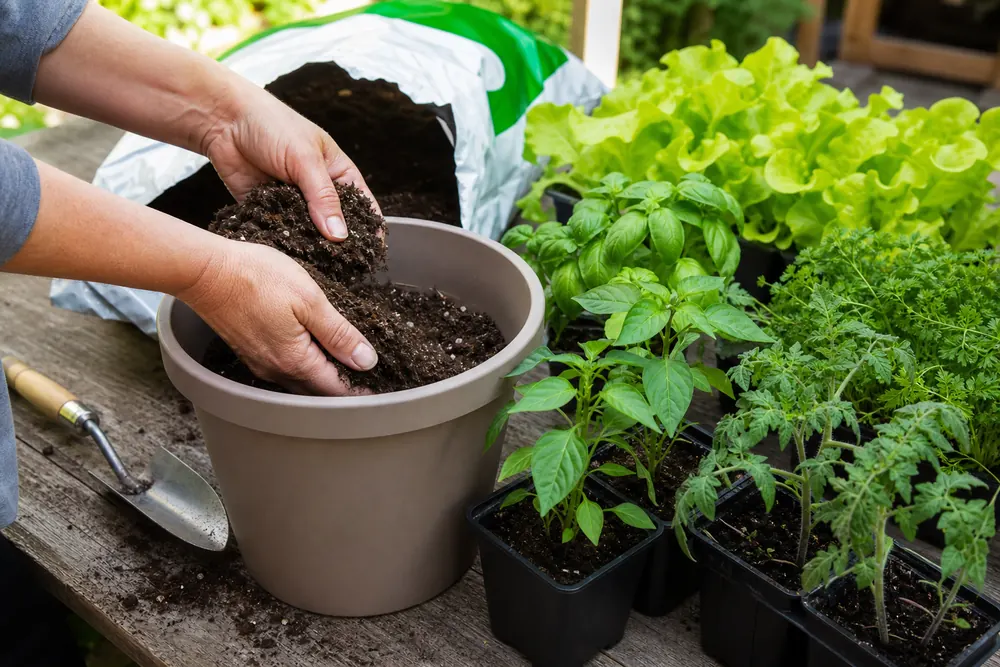 Hands filling a patio vegetable container with loose potting mix beside compact seedlings