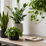 Office desk with low maintenance houseplants near window light