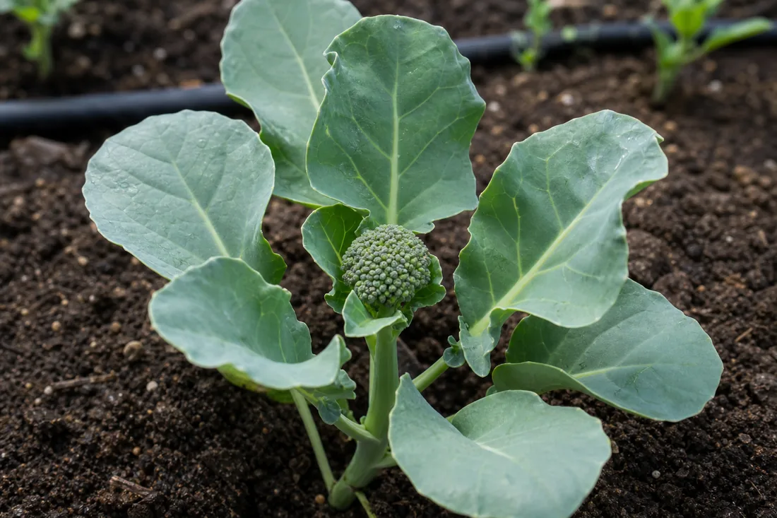Small broccoli head forming early on an undersized plant