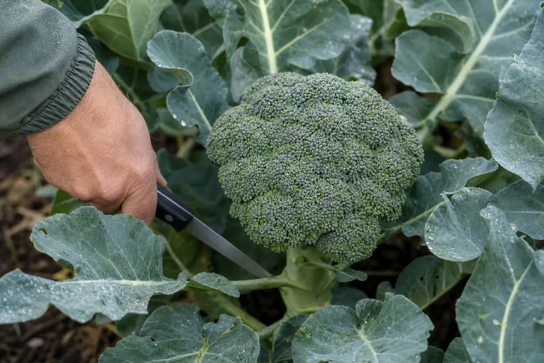 Firm broccoli head with tight green beads ready to harvest