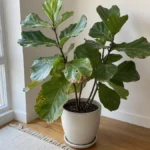Fiddle leaf fig with brown spots near a bright window