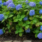 Hydrangea shrub with brown spotted leaves in a garden