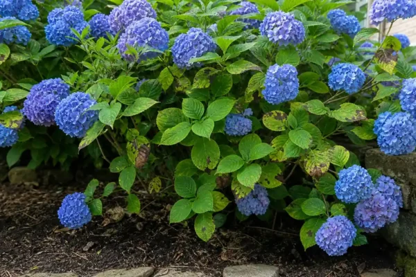 Hydrangea shrub with brown spotted leaves in a garden