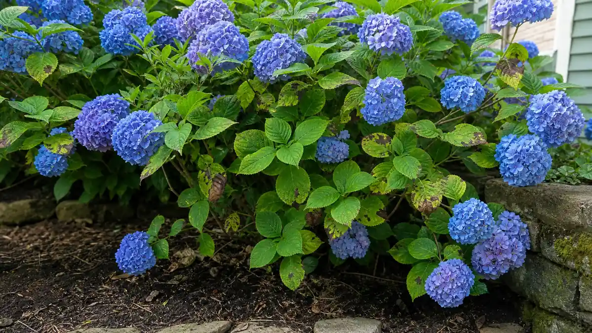Hydrangea shrub with brown spotted leaves in a garden