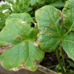 Green plant leaves with brown spots and dry patches showing leaf damage for diagnosis.