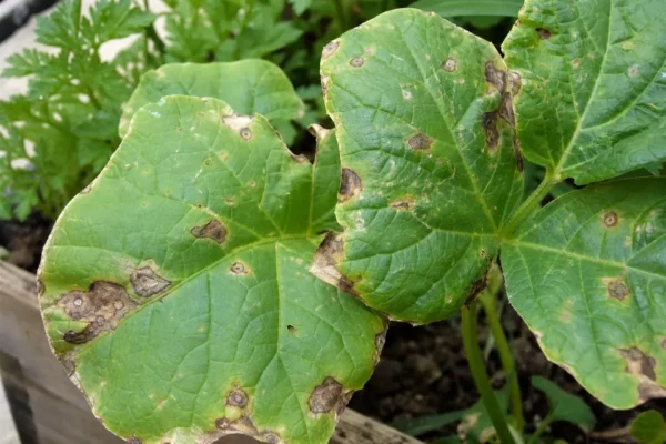 Green plant leaves with brown spots and dry patches showing leaf damage for diagnosis.