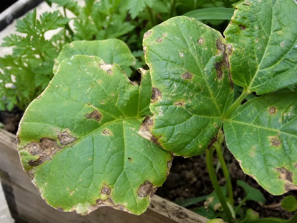 Green plant leaves with brown spots and dry patches showing leaf damage for diagnosis.