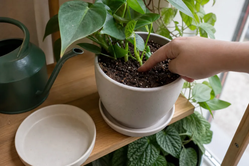 Finger checking moisture in a houseplant potting mix beside a watering can