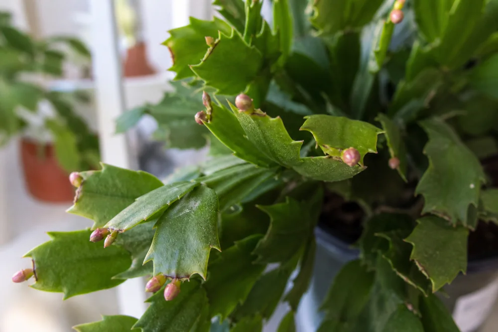 Christmas cactus segmented stems with small pink flower buds forming at the tips