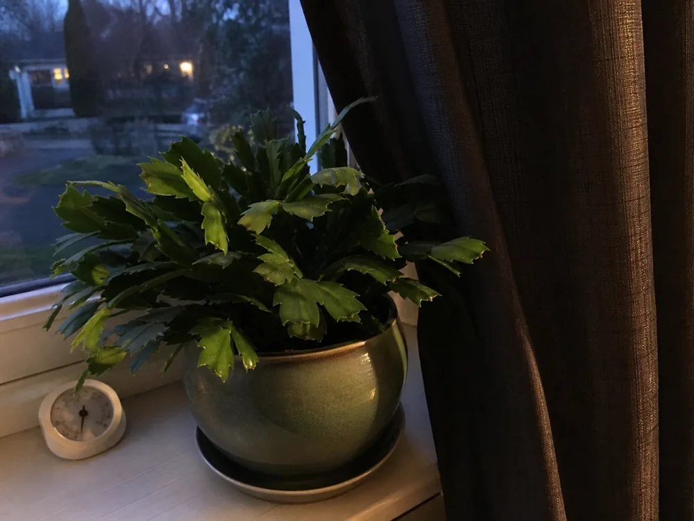Christmas cactus on a cool evening windowsill with a curtain blocking room light